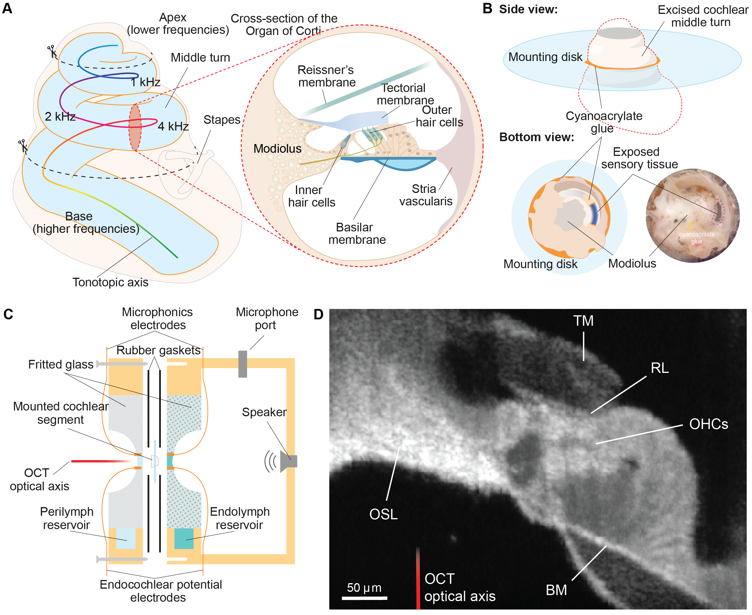 Excision and mounting of a cochlear segment for the LIVE chamber.