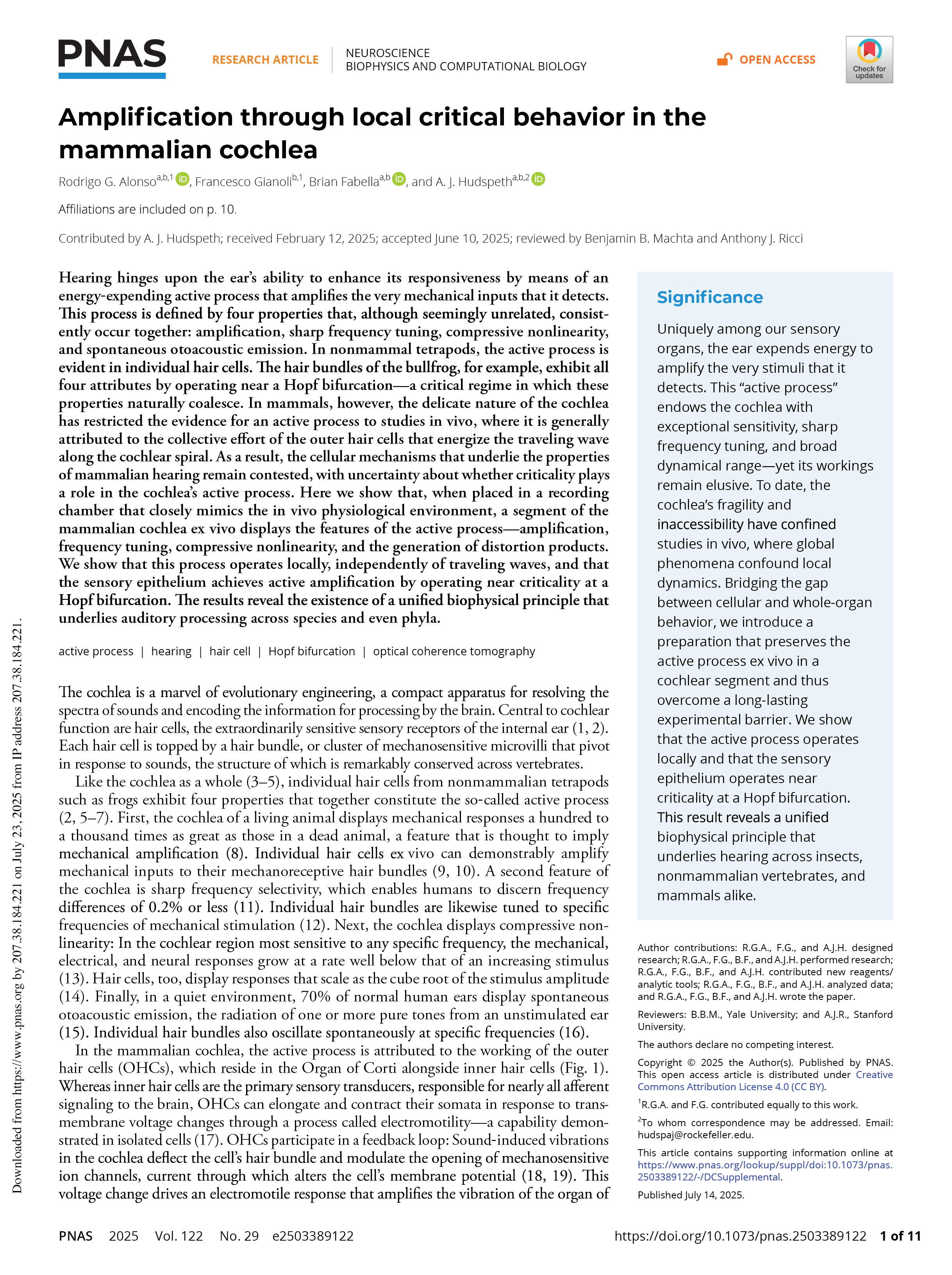 Amplification through criticality in the mammalian cochlea by Francesco Gianoli