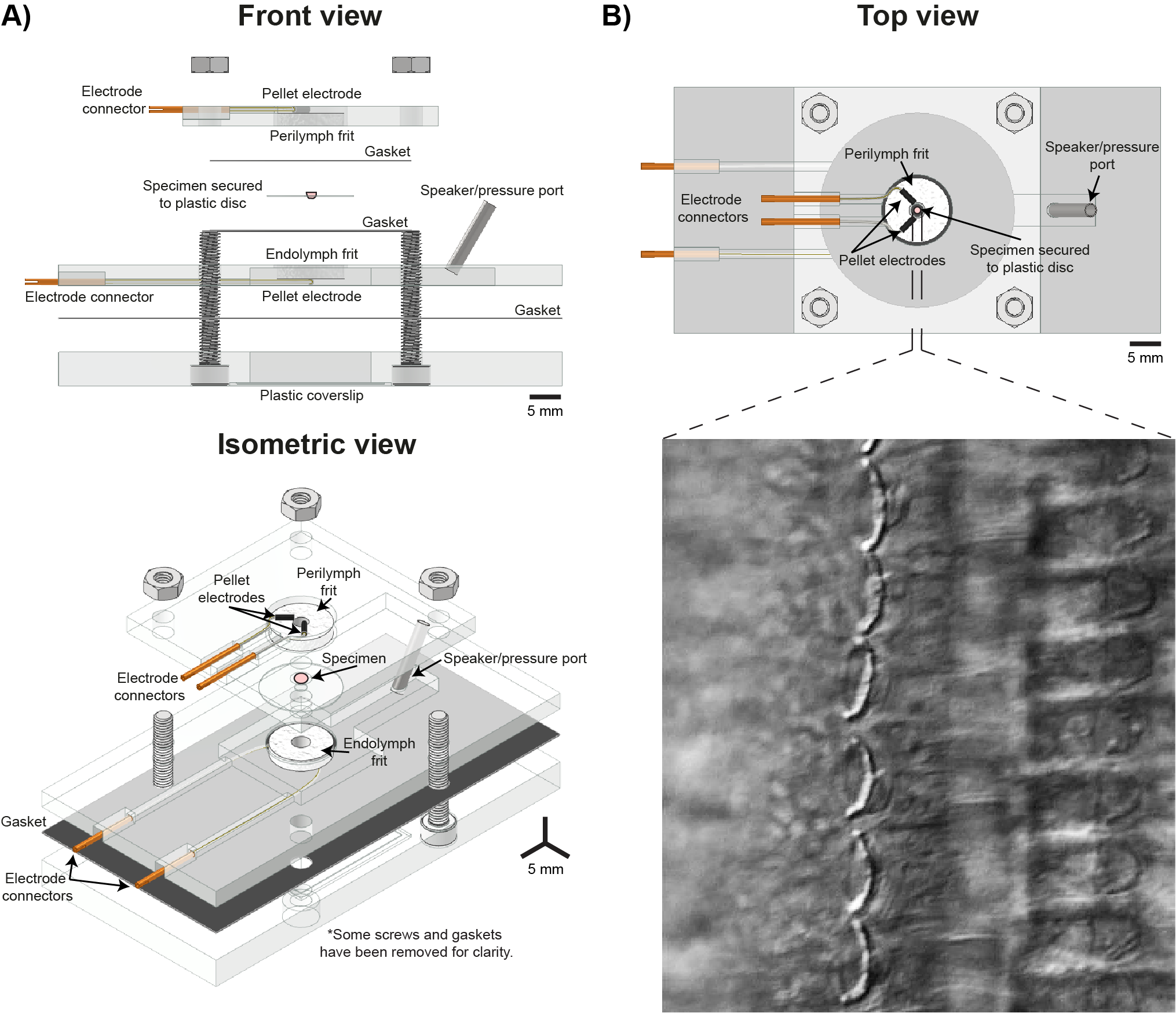 Horizontal bio-chamber that preserves the mammalian active process ex vivo