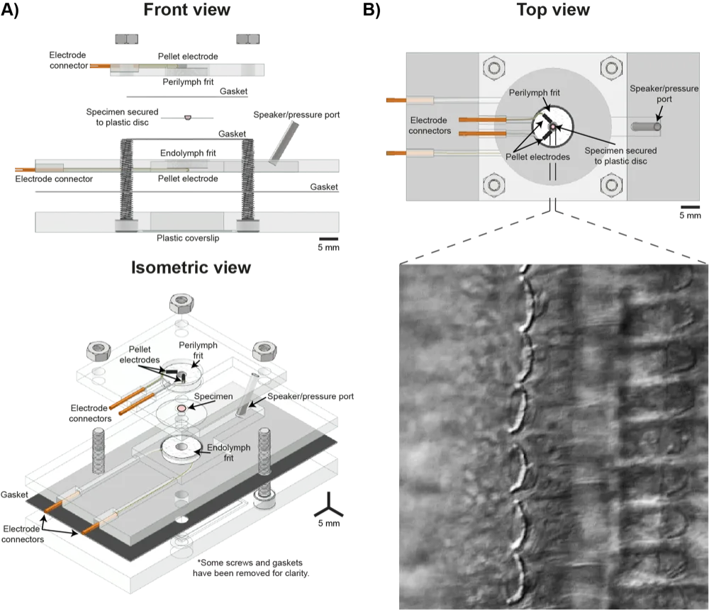 Schematic of the custom bio-chamber that preserves the mammalian active process ex vivo in a gerbil cochlear segment